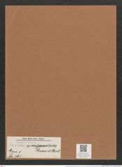Navicula sparsipunctata Grove et Sturt. (de-Toni-Nr.: Genus 1, Species 463) Zeichnungen Sammlung Grunow Mappe 00410 (Herbarium_W_Grunow_drawings_Folder_00410)